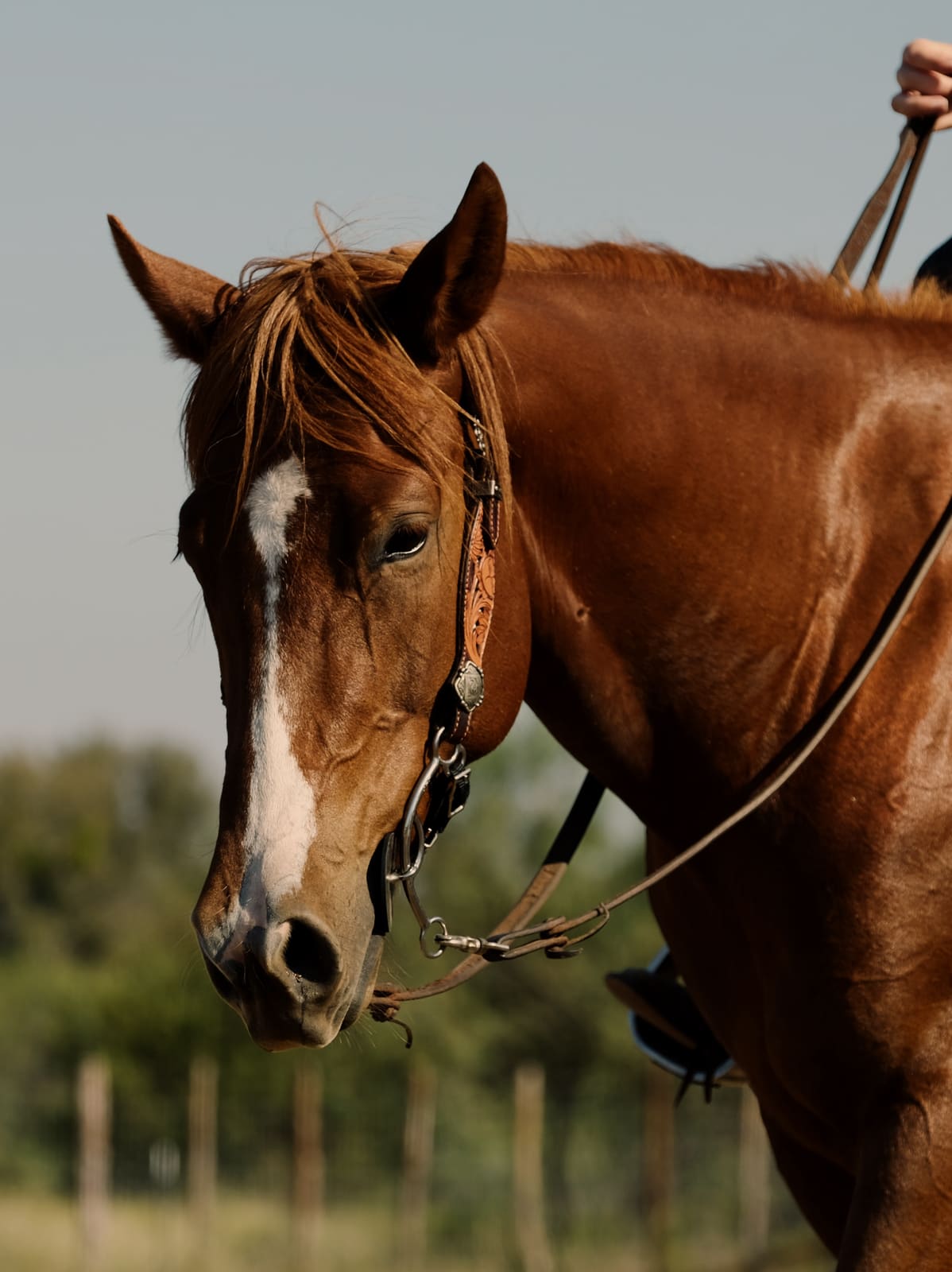 A horse at an equestrian center