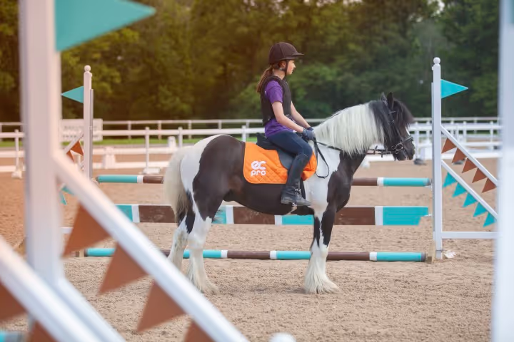 Rider on a horse